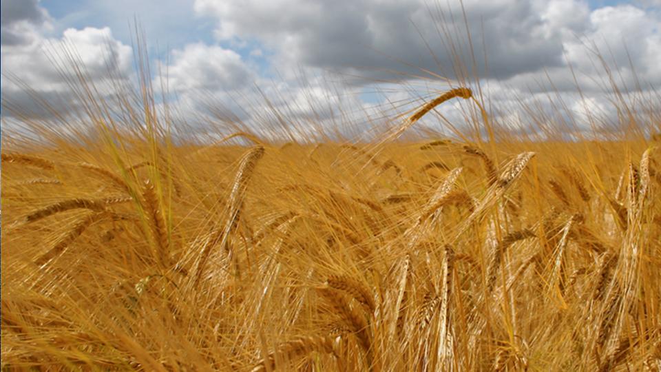 Barley